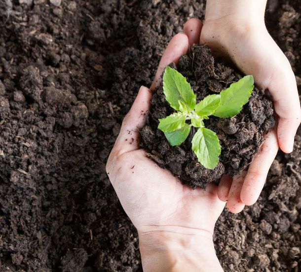 Two hands holding a small plant growing out of the ground